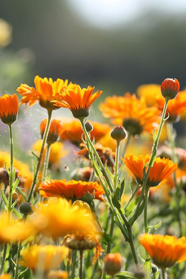 Calendula