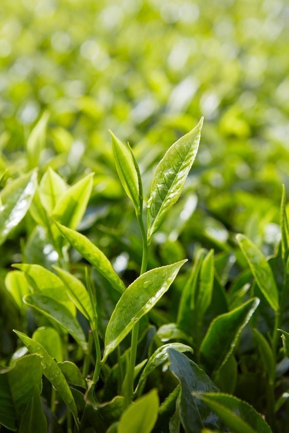 Tea Tree