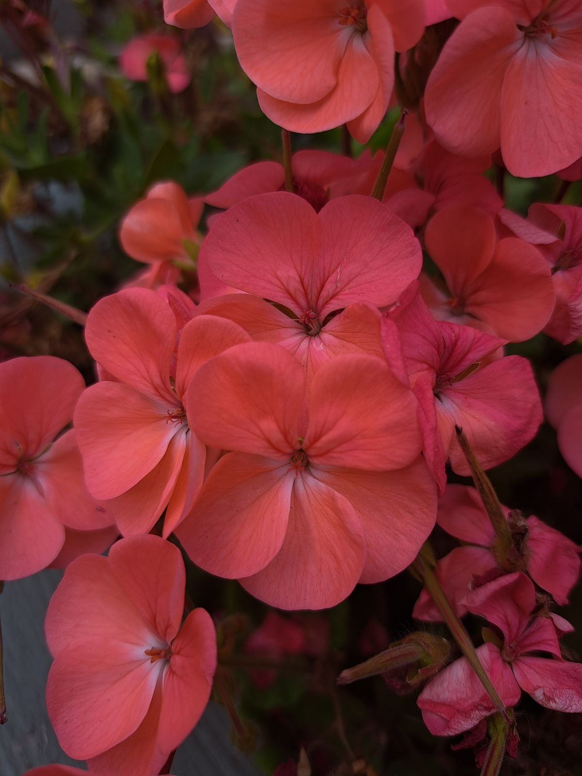 Geranium